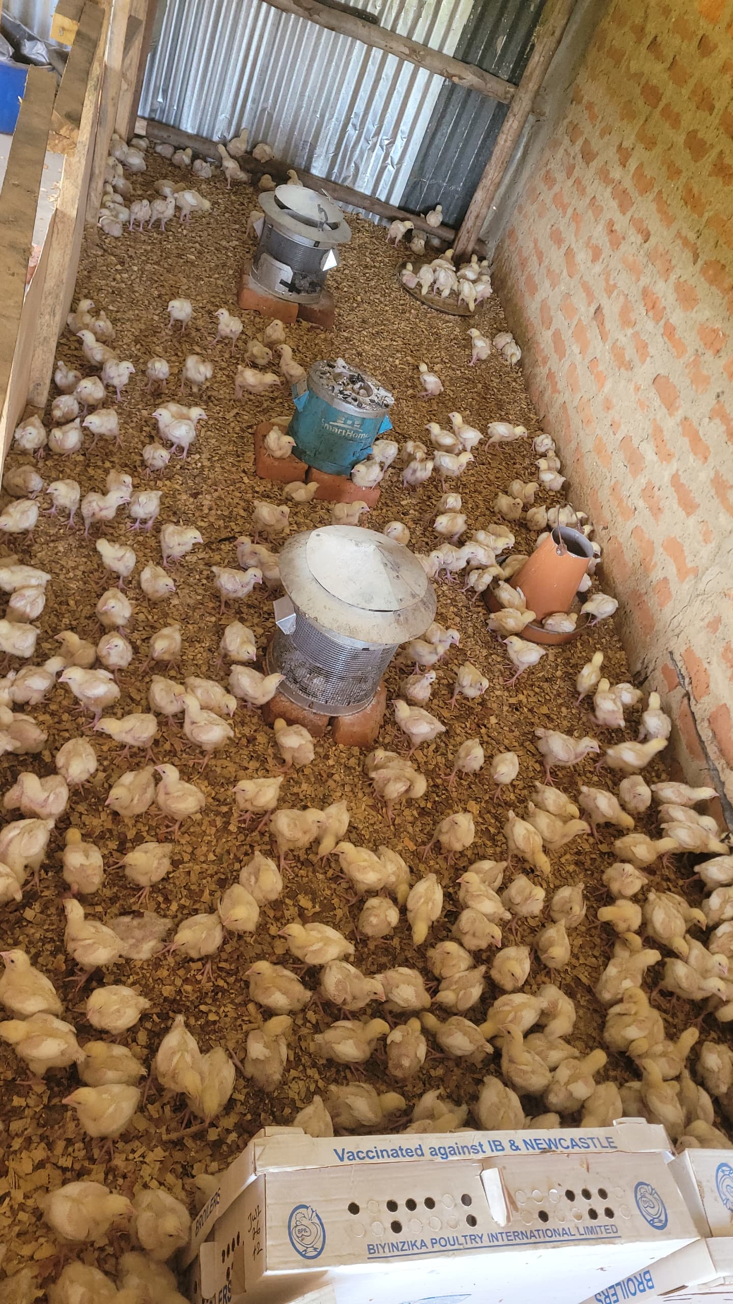 200 broiler chicks in the brooder house, delivered vaccinated